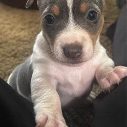 Boy 2 - Silver and white male Teddy Roosevelt Terrier puppy in Robards, Kentucky from Dream Tree Kennel