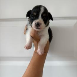 Liberty - Black and tan female Pembroke Welsh Corgi puppy in Red Bluff, California from Wilder Ranch Corgis