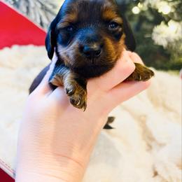Wells 3200 - Red male Dachshund puppy in Sylvania, Alabama from Yancey’s Doxies