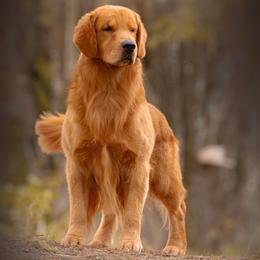 Prince - Golden Retriever