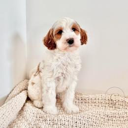 Bear - Parti male Goldendoodle puppy in Madisonville, Kentucky from Carlie and Co. Goldendoodles