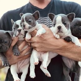 French Bulldogs from Feuerstein Frenchies