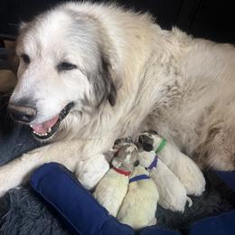 Girl1 Pink collar NOELLE - White and badger female Great Pyrenees puppy in Fair Grove, Missouri from Allen Wags & Woolies
