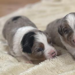 Australian Shepherd Puppies from Double NB Livestock LLC