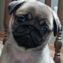 Pug Puppies from Hoskinspugs