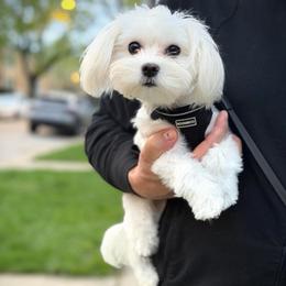 Leona's One in a Million Princess Minnie - White female Maltese puppy in Chicago, Illinois from Leona's Maltese