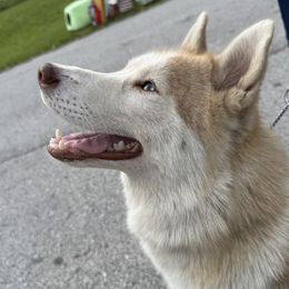 Siberian Huskies from For the Wise Siberian huskies