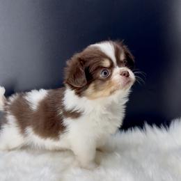 Daniel - Chocolate and white male Chihuahua puppy in Simpsonville, South Carolina from N&T's Chihuahuas