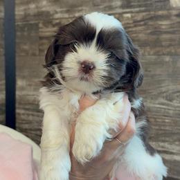 Coconut - Black and white female Shih Tzu puppy in Osseo, Michigan from Paws in the Country