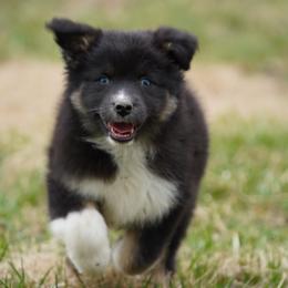 Penguin - Black tri-color female Australian Shepherd puppy in Kokomo, Indiana from North Central Aussies