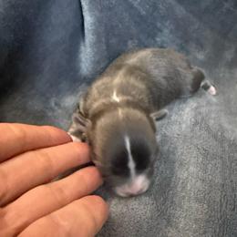 Blue female (River) - Blue and white female Chihuahua puppy in Laurel, Mississippi from Home of Tiny Chihuahuas