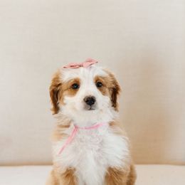 Pink Collar Female 'Cow' - Yellow and white female Bernedoodle puppy in Kamas, Utah from A + E Farms
