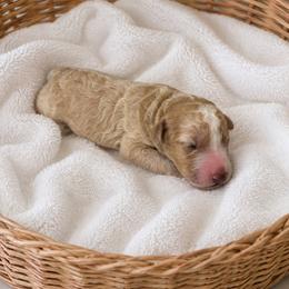 Casper - Yellow and white male Bernedoodle puppy in High Point, North Carolina from Kingsfield Doodles