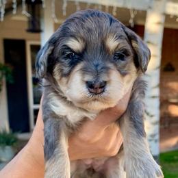 Tala - Merle female Bernedoodle puppy in Yuba City, California from Ranch House Doodles