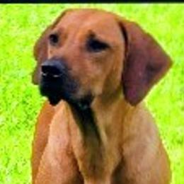 Athena - Rhodesian Ridgeback