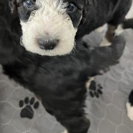 Bernedoodle Puppies from SoCal Bernedoodles