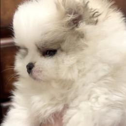BENTLEY - Cream sable parti male Pomeranian puppy in Pavilion, New York from Calverton Pomeranians