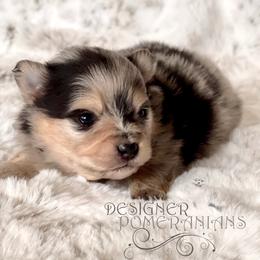Pomeranian and Pomsky Puppies from Designer Pomeranians