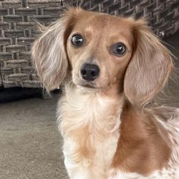 Dachshunds and French Bulldogs from Cowtown Tiny Tails
