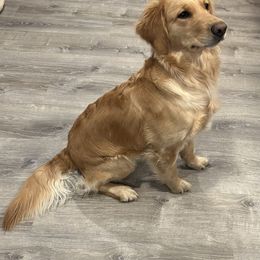 Misty - Golden Retriever