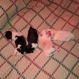 Pomeranian puppies from Cynthia's Pomeranians