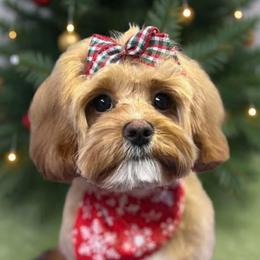 Cavapoo, Cockapoo, Cocker Spaniel, Goldendoodle, and Golden Retriever Puppies from Hunting Creek Farm & Kennel