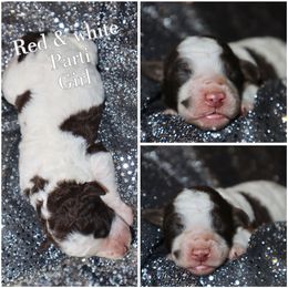 Mustache parti - Red female Whoodle puppy in Smallett, Missouri from Leshas Whoodles