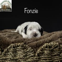 Fonzie - Black male Australian Labradoodle puppy in Cashmere, Washington from Mountain Home Doodles