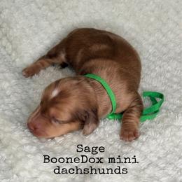Sage - Dapple male Dachshund puppy in Lexington, Oklahoma from BooneDox Miniature Dachshunds