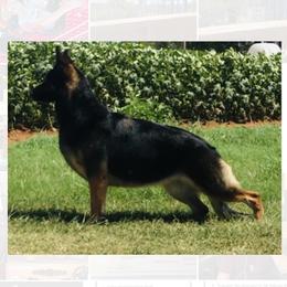 Ziva - German Shepherd