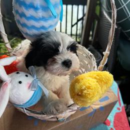 Sweetie Pie - Parti female Miniature Schnauzer puppy in Carriere, Mississippi from Sassy Schnauzers