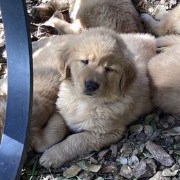 Boy 4th Pick- Blue Collar - Dark golden Golden Retriever puppy in Sacramento Area, California from Gold Country Golden Retrievers