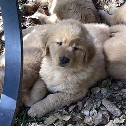 Boy 4th Pick- Blue Collar - Dark golden Golden Retriever puppy in Sacramento Area, California from Gold Country Golden Retrievers