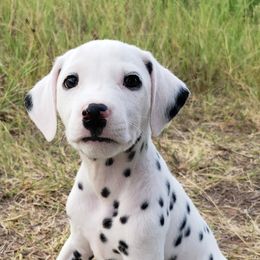 Dalmatians from PorterHaus Dalmatians