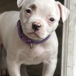 Fries - White and tan female American Bulldog puppy in Varnville, South Carolina from DF's Unlimited Ruff