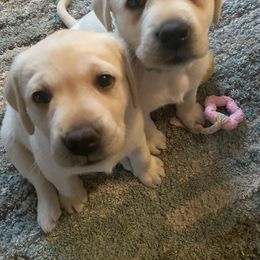 Labrador Retriever Puppies from Tobyan Labradors