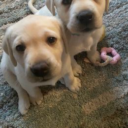 Labrador Retriever Puppies from Tobyan Labradors