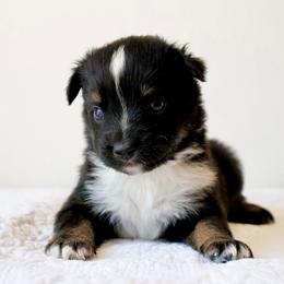 Buster: Freckles Tiny, Spunky Black Tri Boy - Black tri male Miniature Australian Shepherd puppy in Burkesville, Kentucky from Bline’s Awesome Aussies & Doxies at the Bline Family Farm