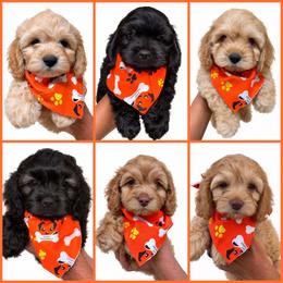 Cavapoo and Cockapoo Puppies from The Barkery