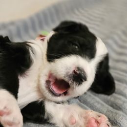 Girl 1 - female Bernedoodle puppy in Henderson, Colorado from Huggable Bernedoodles of Colorado LLC