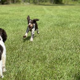 English Springer Spaniel Puppies from Spradley Springers