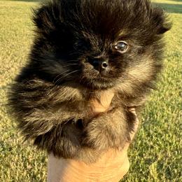 Valentina - Black and tan female Pomeranian puppy in Edmond, Oklahoma from My Sun & Moon Poms