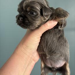 Eclair - Blue female Shih Tzu puppy in Springboro, Ohio from Shih Tzus of Springboro LLC.