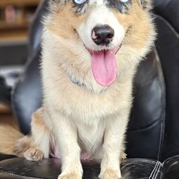 Kaida - American Corgi