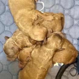 Dainty (AKC) - Apricot female Poodle puppy in Tupelo, Mississippi from Ruby D. Farms