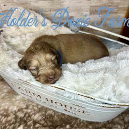 Wrigley - Cream male Dachshund puppy in Atwood, Oklahoma from Holder’s Doxie Farm