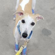 Sporty Mixes from Sound Off Sport Dogs