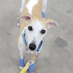 Sporty Mixes from Sound Off Sport Dogs