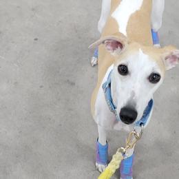 Sporty Mixes from Sound Off Sport Dogs
