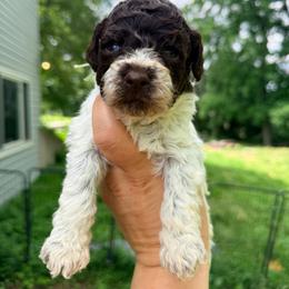 Girl 6- Light green collar - Brown female Lagotto Romagnolo puppy in Ashland, Ohio from SS Australian Shepherds